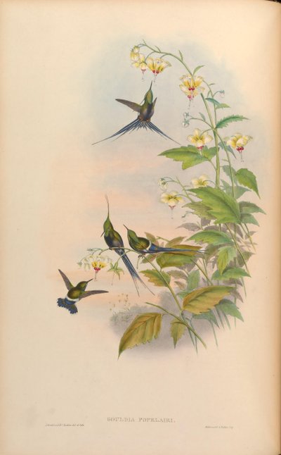 Gouldia popelairii = Discosura popelairii [2] by John Gould